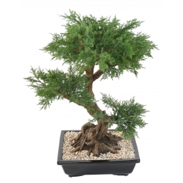 Bonsa&iuml; artificiel Juniperus en coupe 75 CM