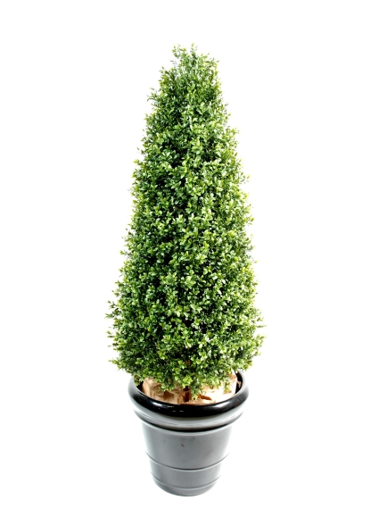 Buis topiaire new 130 cm