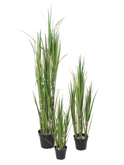 Canne à sucre artificielle