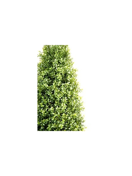 Buis topiaire new 130 cm