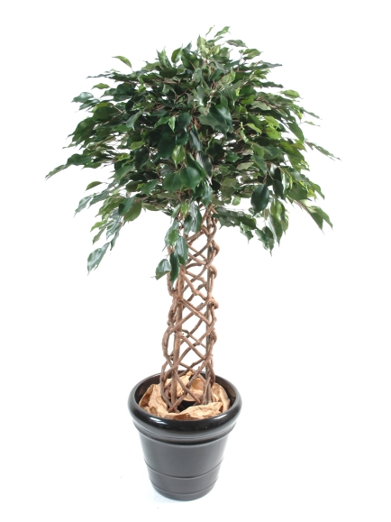 Ficus  cage 140 cm