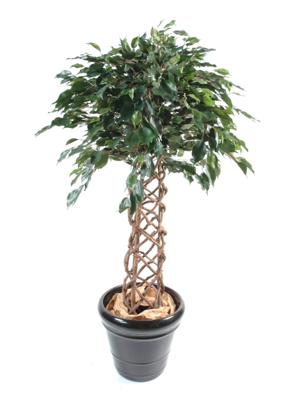 Ficus  cage 140 cm