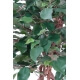 Ficus  cage 140 cm