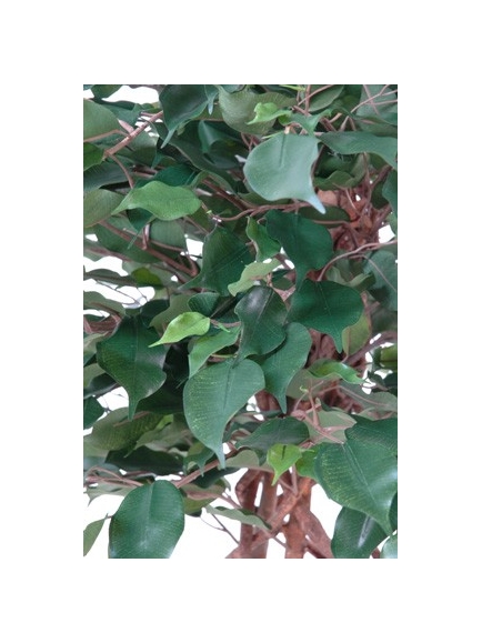 Ficus  cage 140 cm