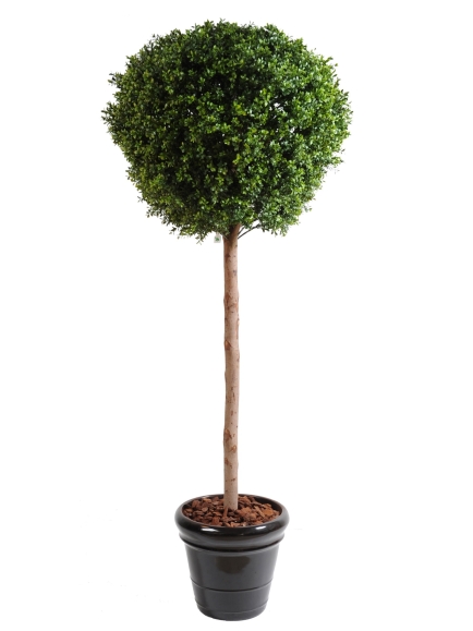 Buis boule tige bois naturel 170 cm