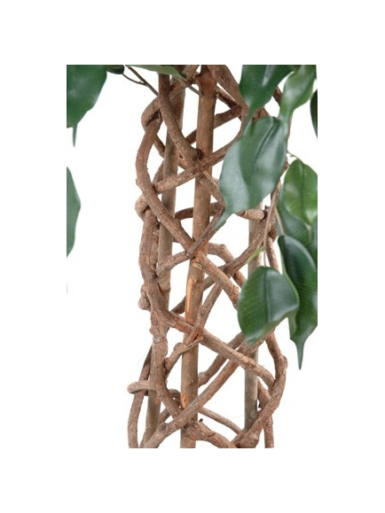 Ficus  cage 140 cm