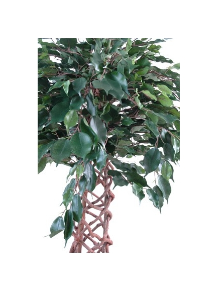 Ficus  cage 140 cm