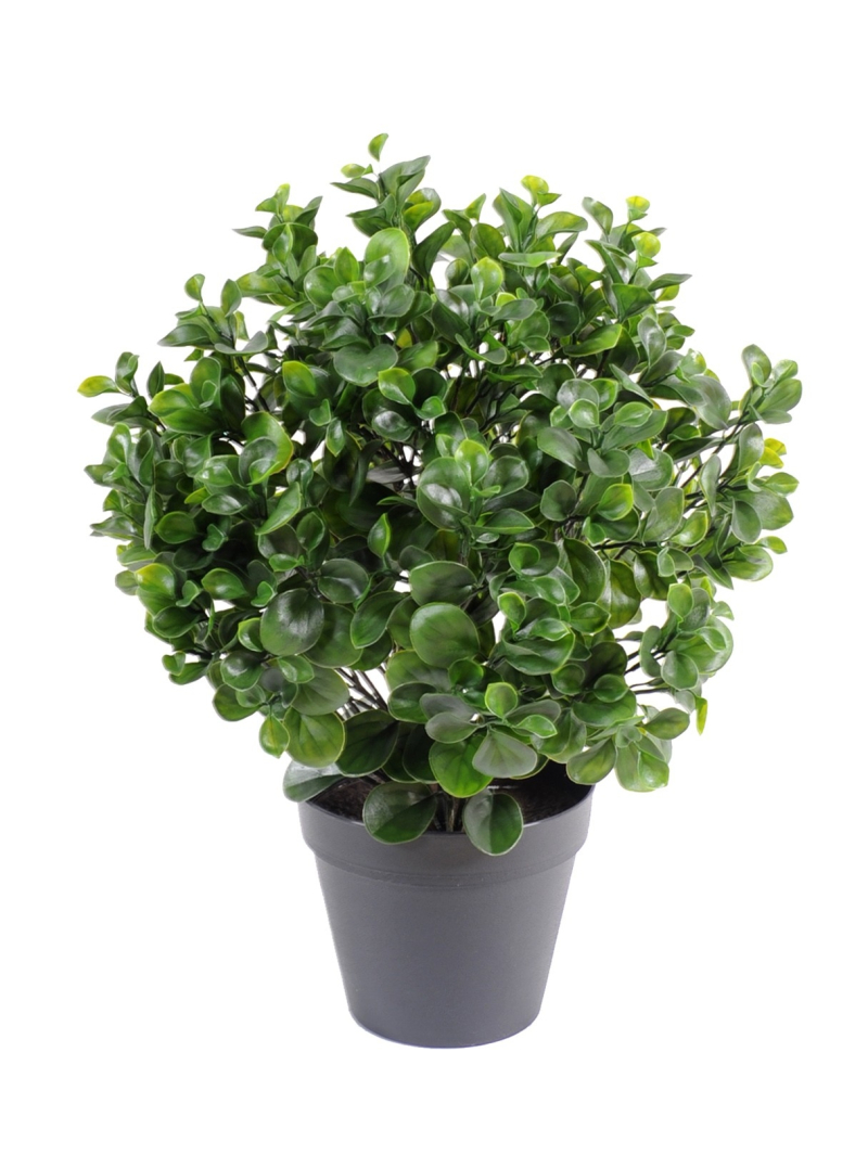 Pépéromia artificiel buisson