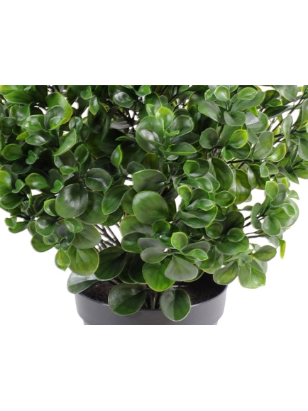 Pépéromia artificiel buisson