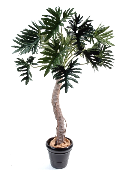 Phylodendron selloum 210 cm