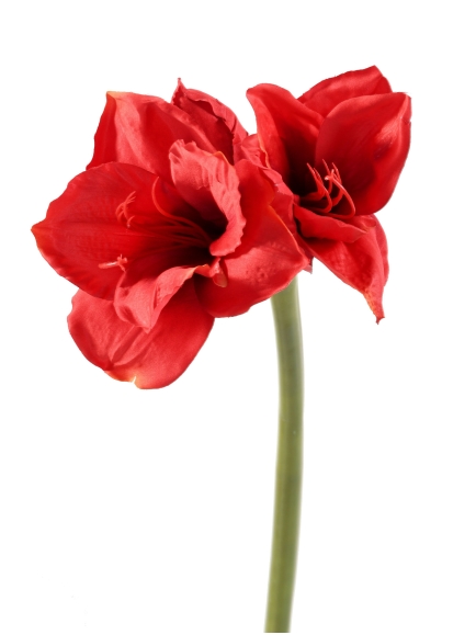 Tiges Amaryllis artificielles