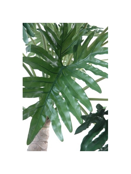 Phylodendron selloum 210 cm