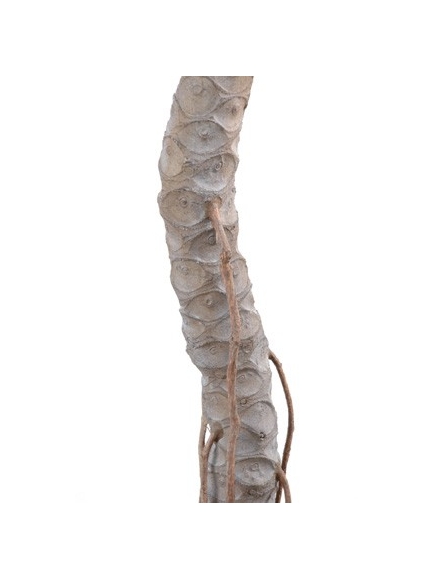 Phylodendron selloum 210 cm