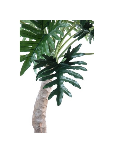 Phylodendron selloum 210 cm
