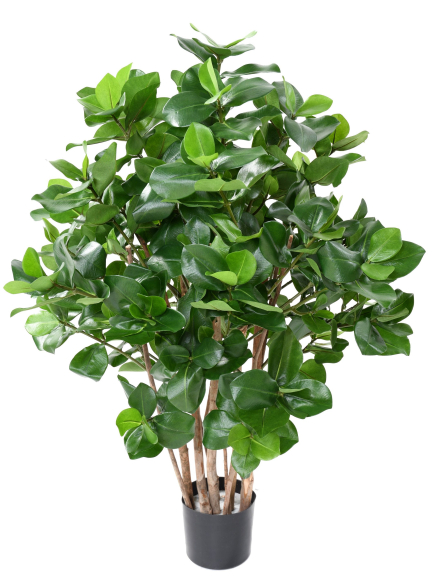 Clusia buisson artificiel