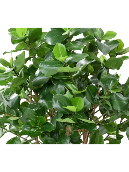 Clusia buisson artificiel
