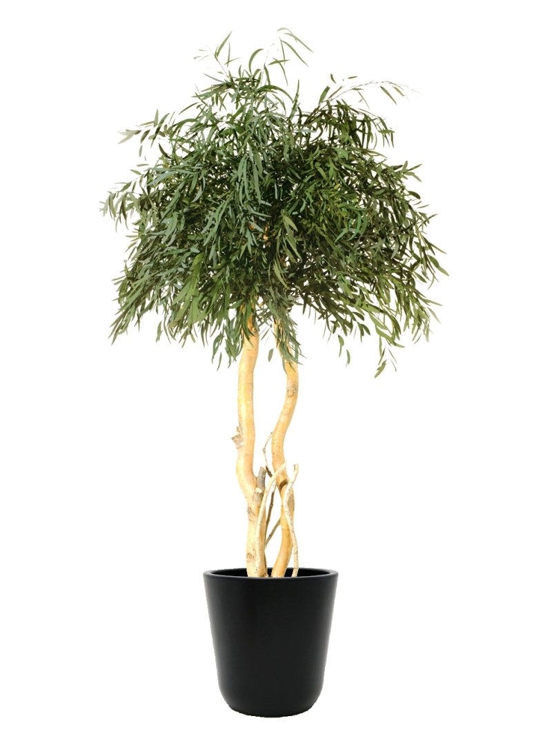Arnbre Eucalyptus Nicoly Stabilisé