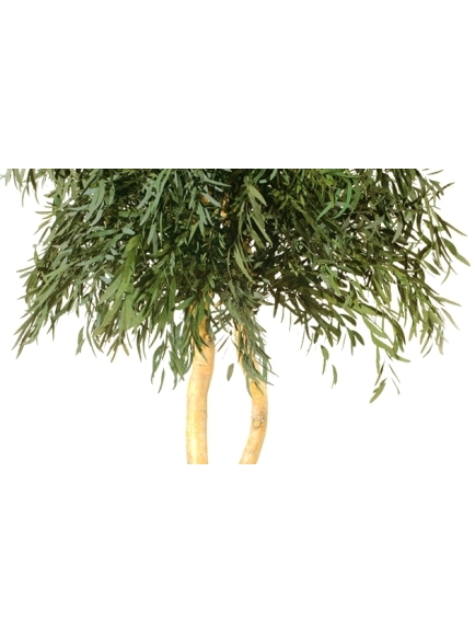 Arnbre Eucalyptus Nicoly Stabilisé