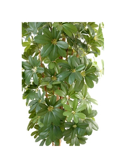 Schefflera artificiel 150 cm