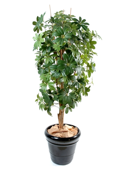 Schefflera artificiel 150 cm
