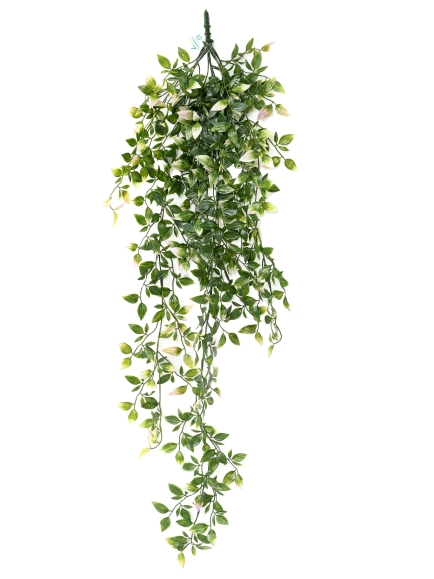 Tradescantia chute 85 cm EXTERIEUR