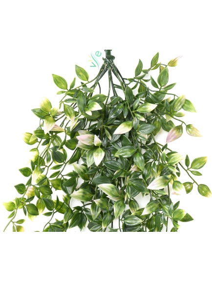 Tradescantia chute 85 cm EXTERIEUR