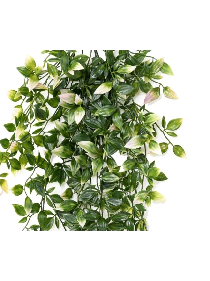 Tradescantia chute 85 cm EXTERIEUR