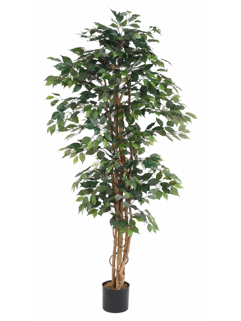Ficus artificiel multitroncs