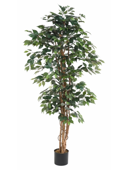 Ficus artificiel multitroncs