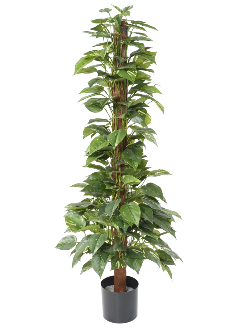 Pothos artificiel