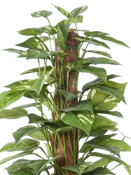 Pothos artificiel