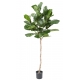 Ficus Lyrata artificiel TIGE 175 CM