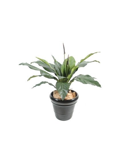 Anthurium jungle king 80 cm