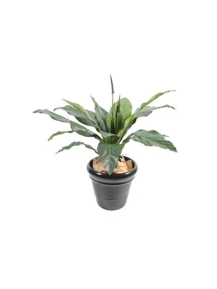 Anthurium jungle king 80 cm