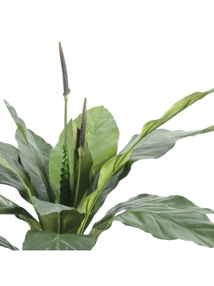 Anthurium jungle king 80 cm
