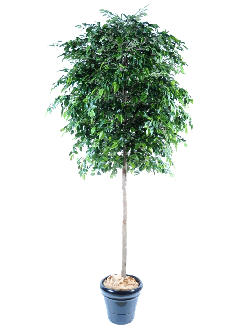 Ficus artificiel Natasja Tree