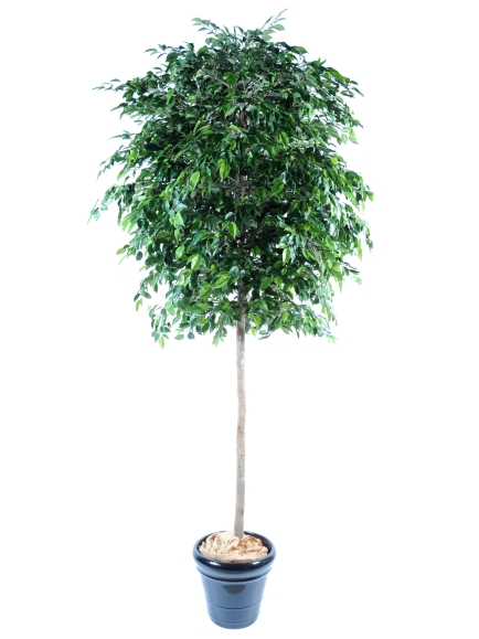 Ficus artificiel Natasja Tree