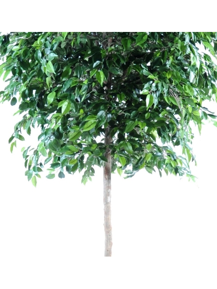 Ficus artificiel Natasja Tree