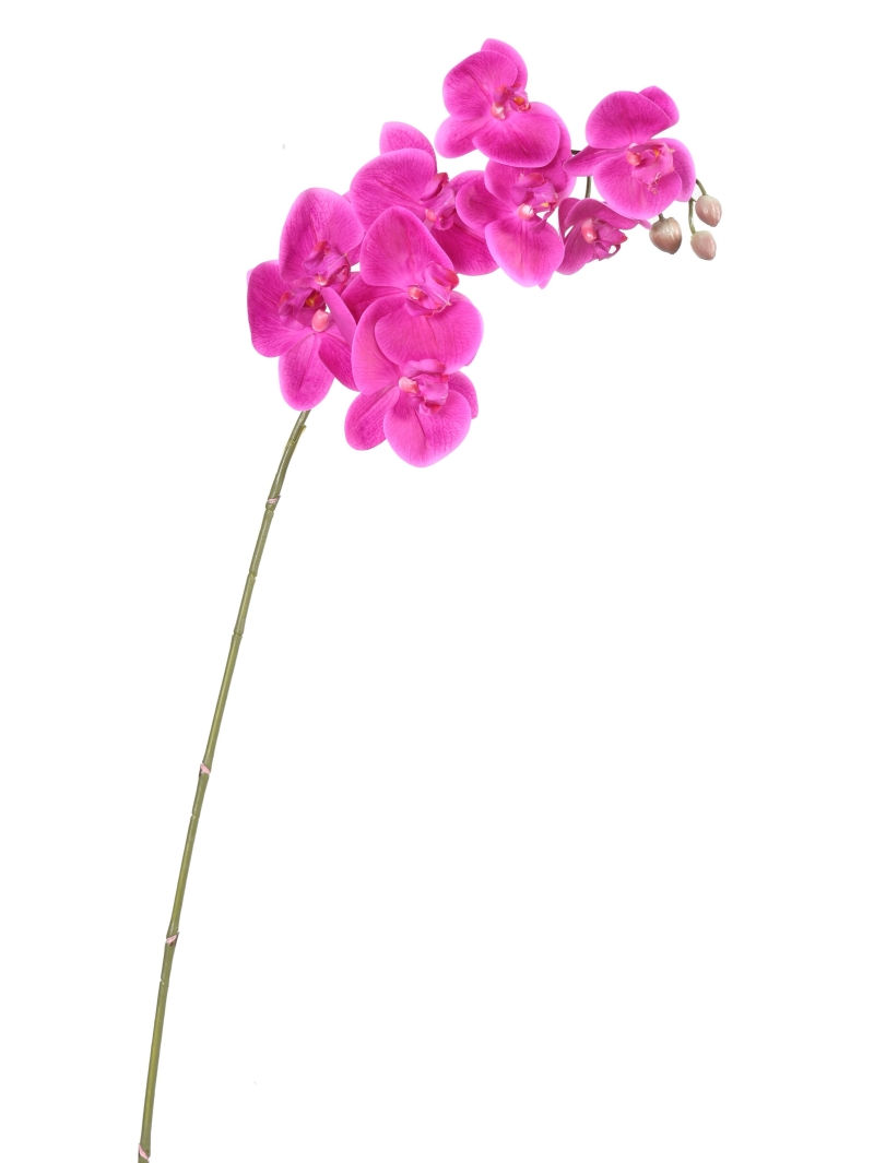 Phalaénopsis tige artificielle