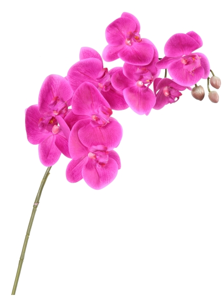Phalaénopsis tige artificielle