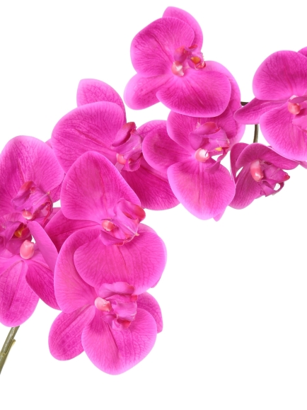 Phalaénopsis tige artificielle