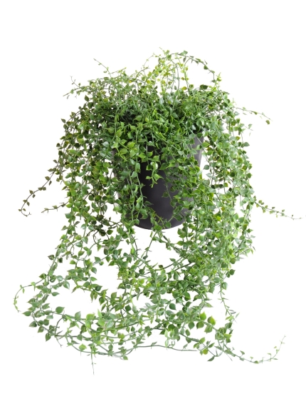 Callisia chute artificielle en pot