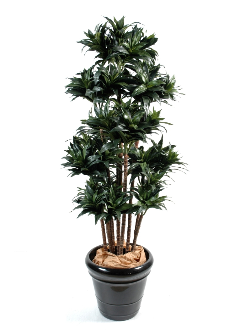 Dracena artificiel fragans compacta