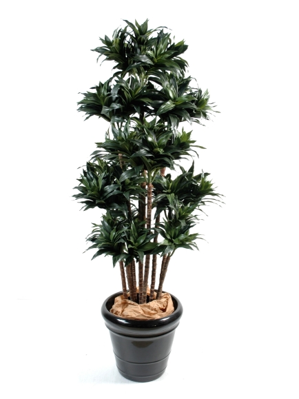 Dracena artificiel fragans compacta