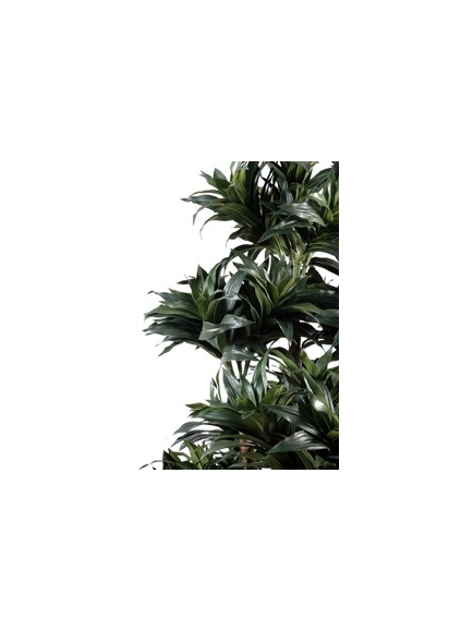 Dracena artificiel fragans compacta