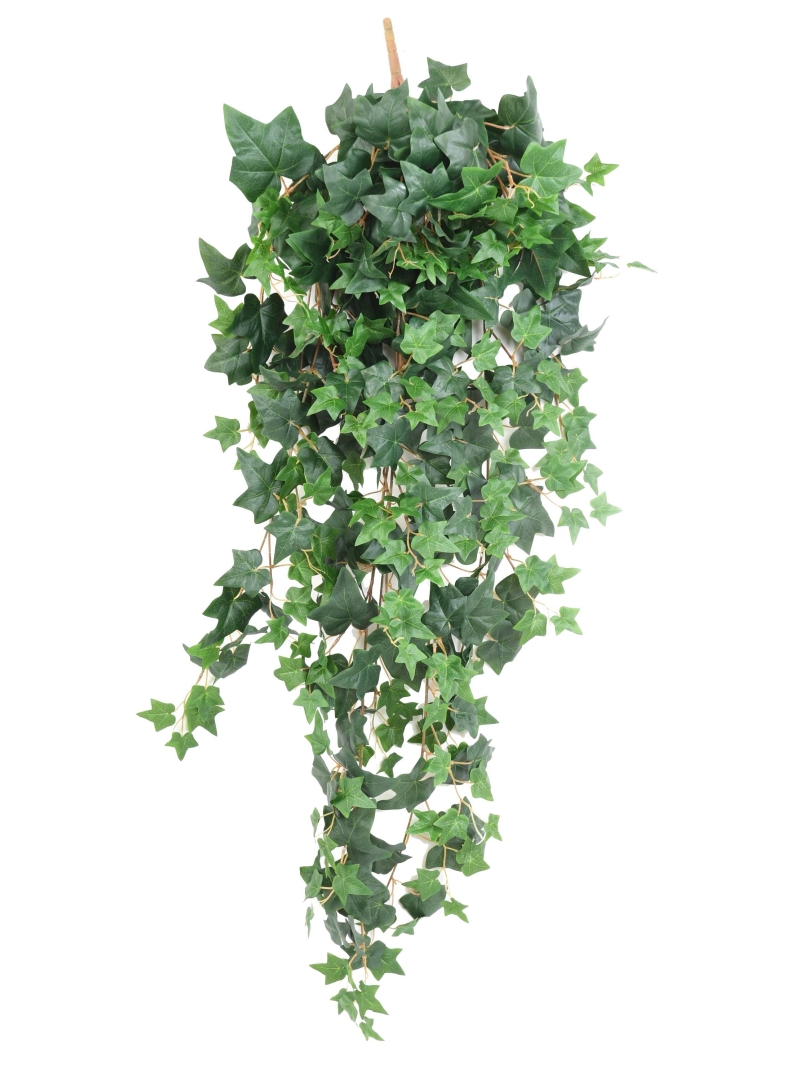 Chutes artificielles de Lierre ou Pothos