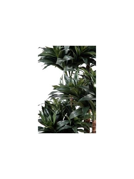 Dracena artificiel fragans compacta