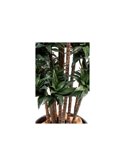 Dracena artificiel fragans compacta
