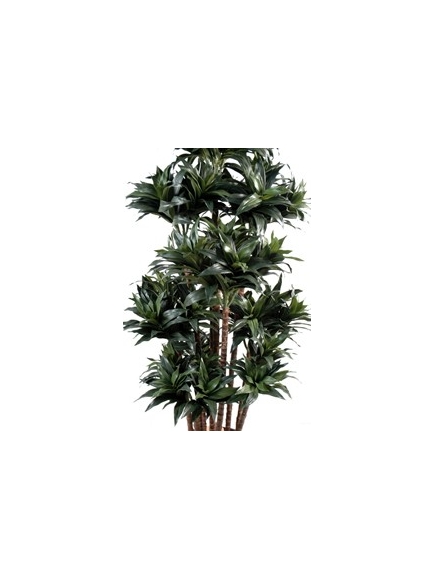 Dracena artificiel fragans compacta