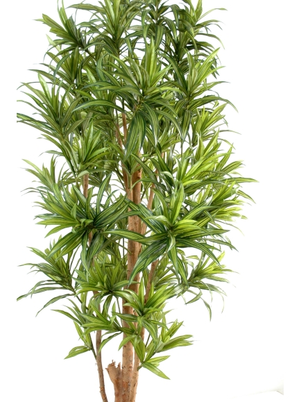 Dracaéna reflexa tronc noueux 150 cm 